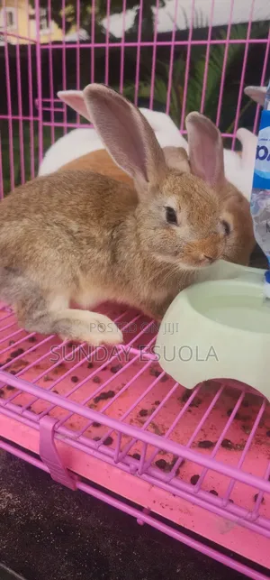 Foreign Rabbits