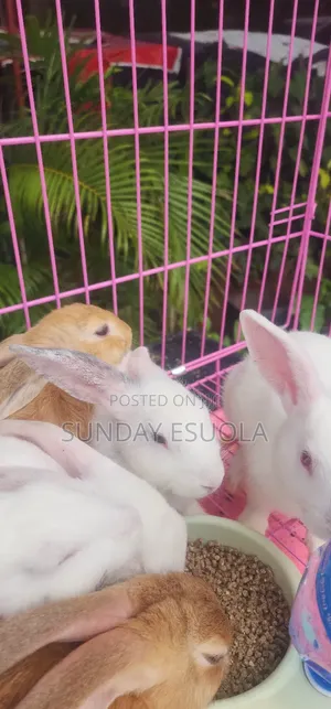 Foreign Rabbits