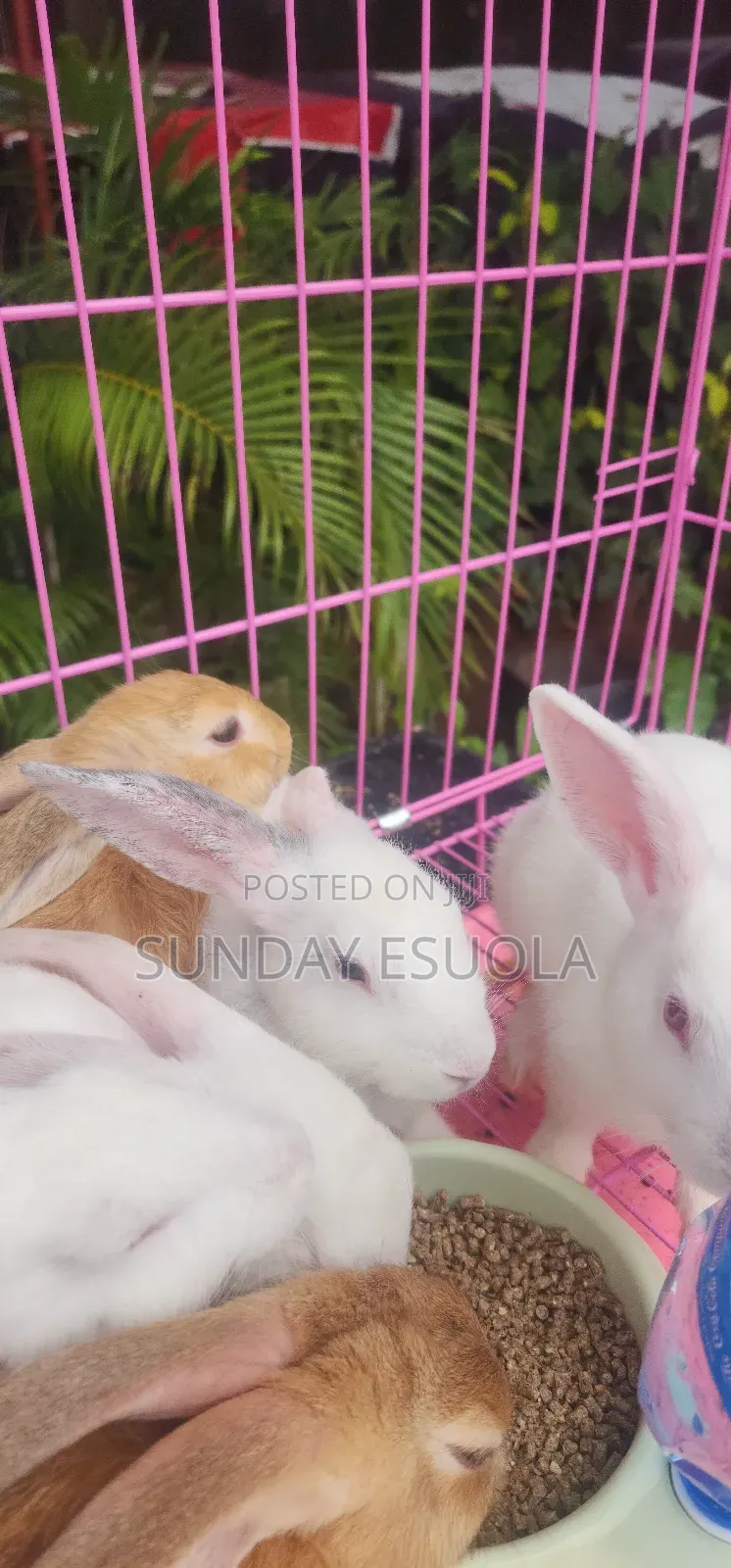 Foreign Rabbits