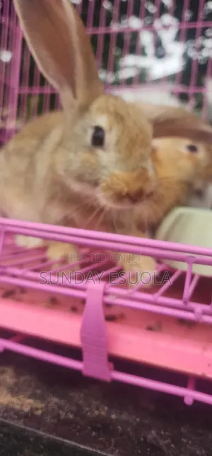Foreign Rabbits