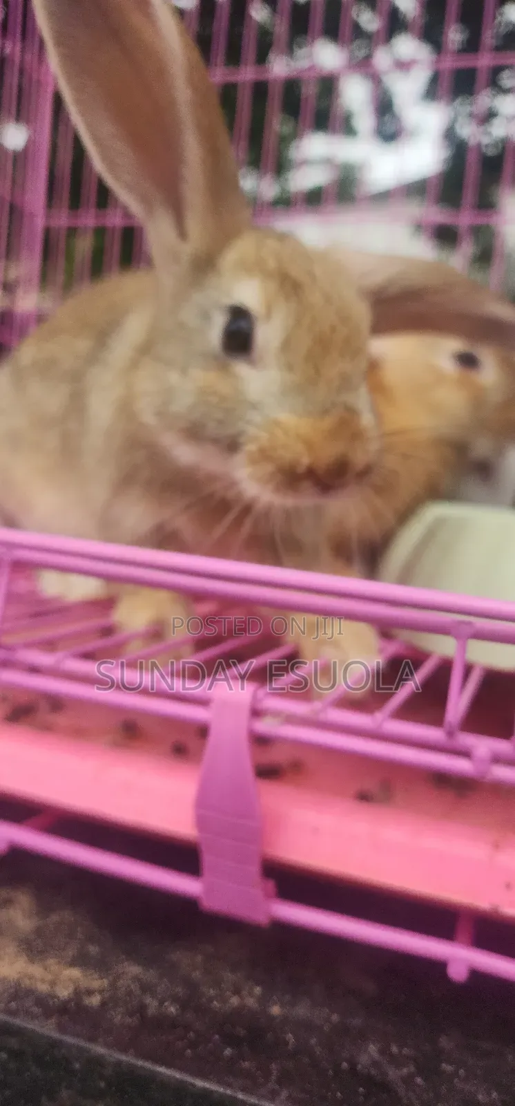 Foreign Rabbits