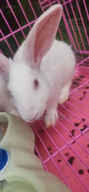Foreign Rabbits
