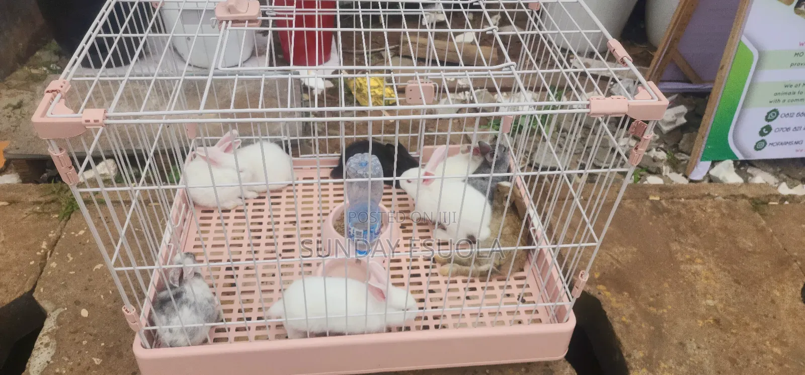 Foreign Rabbits