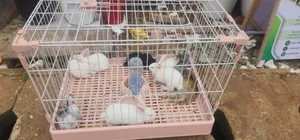 Foreign Rabbits
