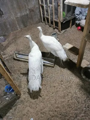 White Peacock