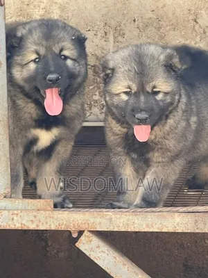 1-3 months Female Purebred Caucasian Shepherd