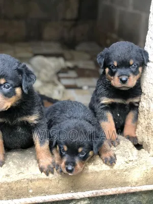 1-3 months Female Purebred Rottweiler