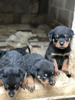 1-3 months Male Purebred Rottweiler