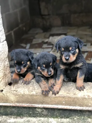 1-3 months Female Purebred Rottweiler