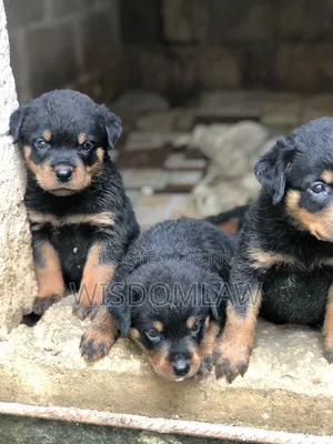 1-3 months Female Purebred Rottweiler