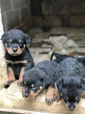 1-3 months Female Purebred Rottweiler