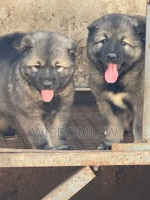 1-3 months Male Purebred Caucasian Shepherd