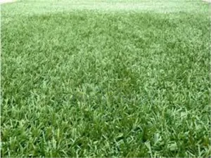 25mm Grass Carpet Top Grade