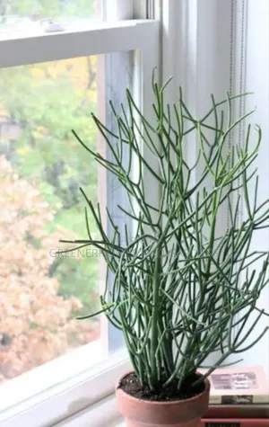 Pencil Cactus