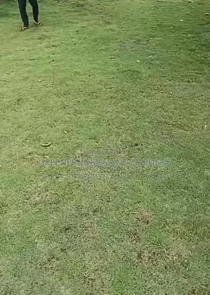 Carpet Grass