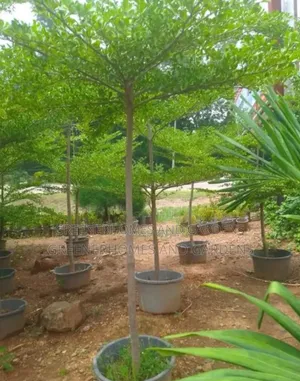 Trees for Shade