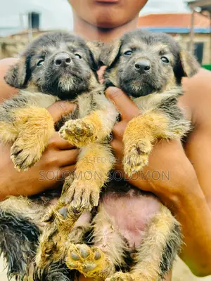 1-3 months Male Purebred German Shepherd