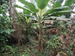 12000 Acres for Cocoa, Plantain, Oilpalm, Etc. At Okeigbo, Ondo State
