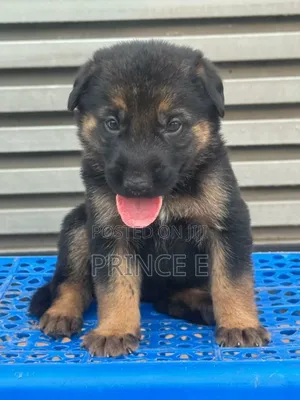 1-3 months Male Purebred German Shepherd