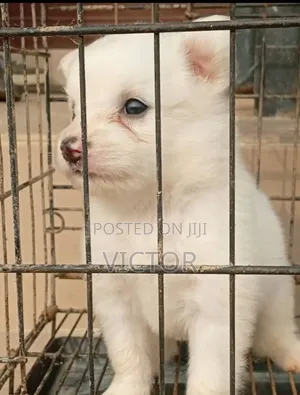 1-3 months Male Purebred American Eskimo