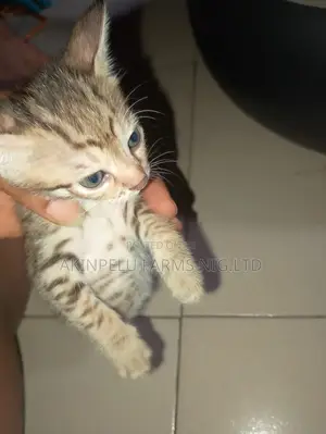 1-3 months Male Mixed Breed Cat