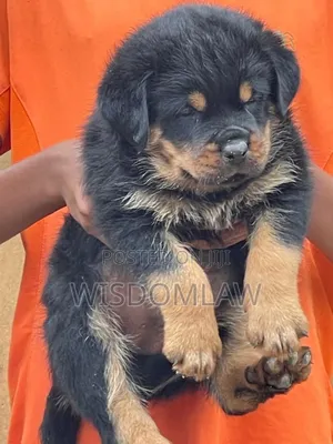 1-3 months Female Purebred Rottweiler