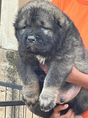 1-3 months Female Purebred Caucasian Shepherd