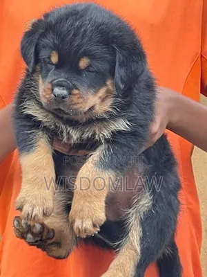 1-3 months Female Purebred Rottweiler