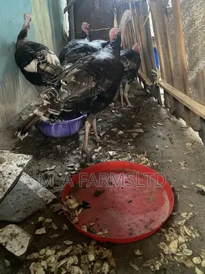 Big And Medium Sized Turkey