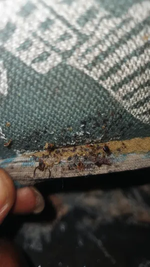 House Fumigation Cleaning Services