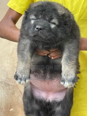 1-3 months Male Purebred Caucasian Shepherd