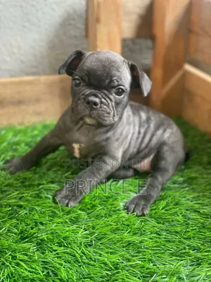 1-3 months Female Purebred French Bulldog