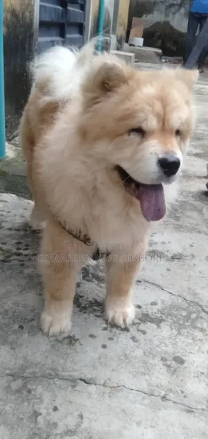 1+ year Female Purebred Chow Chow