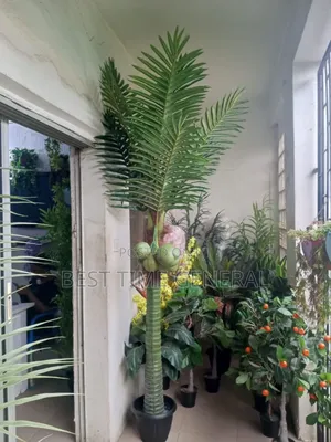 Luxury Nature Garden Coconut Tree Flower