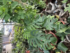 Monstera Plant for Sale in Nigeria – Big Leaf Indoor Outdoor Beauty