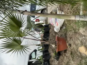  Lantana Palm for Sale – Exotic Outdoor Indoor Palmin Nigeria 