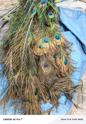 Peacock Feathers
