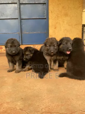 1-3 months Male Purebred German Shepherd