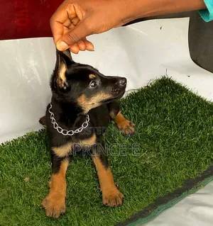 1-3 months Female Purebred Doberman Pinscher