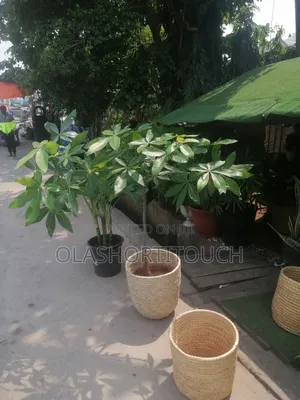 Basket Planter