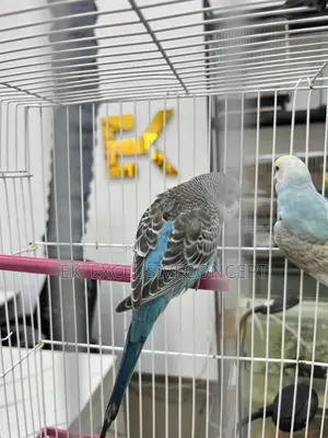 Blue Budgie Parrot
