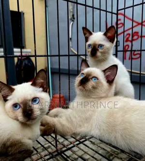 1-3 months Female Purebred Siamese