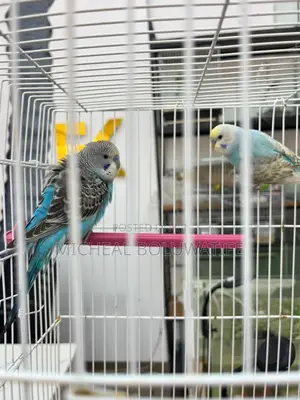 Budgie Parrot