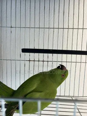 Indian Ring Neck Parrot