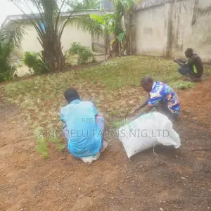 Grass Planting Services
