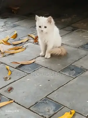 3-6 months Male Purebred Turkish Angora