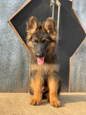 3-6 months Male Purebred German Shepherd