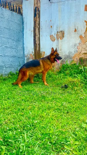 1+ year Female Purebred German Shepherd