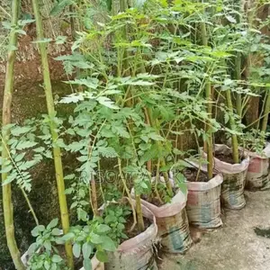 Tomatoes Seeds and Seedlings