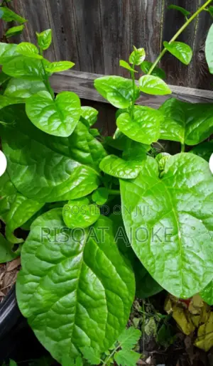 Amunututu Spinach Seeds Green Malabar